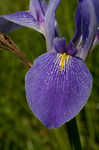 Giant blue iris